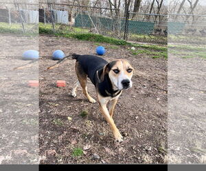 Roscoe - Male Labrador Retriever-Unknown Mix Dog for Adoption - Photo #3