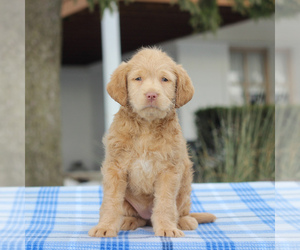 Medium Labradoodle-Poodle (Miniature) Mix