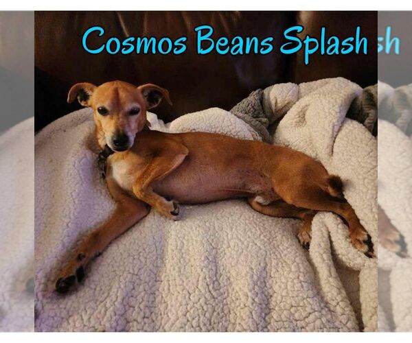 Medium Photo #19 Chiweenie Puppy For Sale in San Antonio, TX, USA