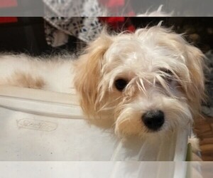 Yorkshire Terrier Puppy for sale in ENID, MS, USA