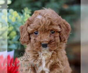 Cavapoo Puppy for sale in EAST EARL, PA, USA