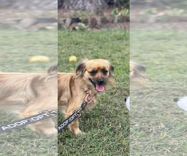 Medium Photo #3 Shiranian Puppy For Sale in Oakhurst, NJ, USA