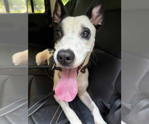 Mutt Dogs for adoption in Westwood, NJ, USA