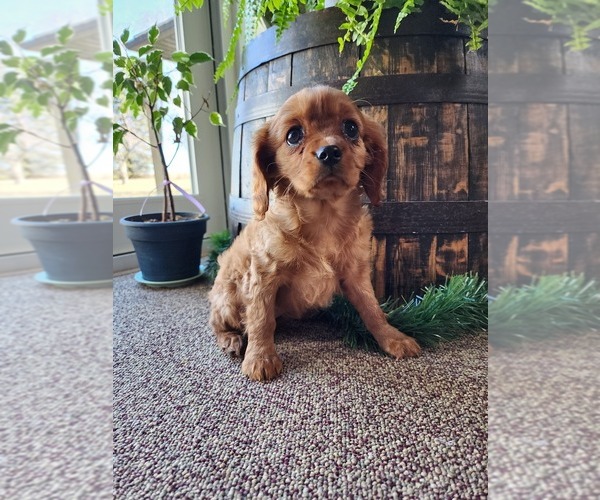 Medium Photo #1 Cavalier King Charles Spaniel Puppy For Sale in GREENWOOD, WI, USA