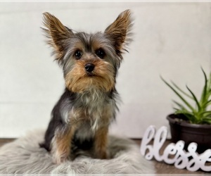 Yorkshire Terrier Puppy for sale in NAPPANEE, IN, USA