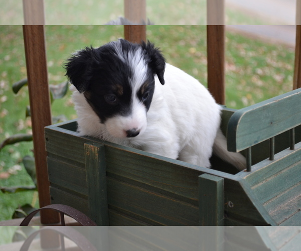 Medium Photo #1 Border Collie Puppy For Sale in GREENWOOD, WI, USA