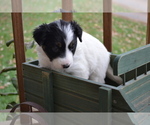 Puppy Posie c Border Collie