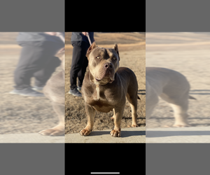 Mother of the American Bully puppies born on 01/18/2024