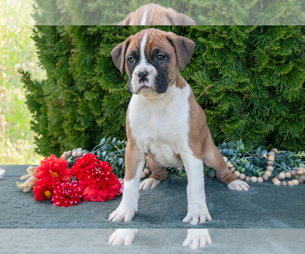 Medium Photo #2 Boxer Puppy For Sale in SHILOH, OH, USA