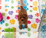 Small #4 Cavapoo (Miniature)-Poodle (Toy) Mix