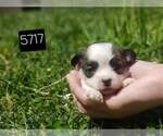 Small Photo #8 Shih Tzu Puppy For Sale in MOUNTAIN GROVE, MO, USA