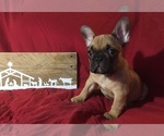 Small Photo #4 French Bulldog Puppy For Sale in GIRARD, IL, USA