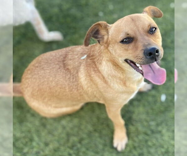 Medium Photo #4 Dachshund-Unknown Mix Puppy For Sale in La Verne, CA, USA