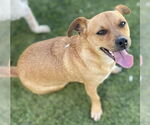 Small #3 Dachshund Mix