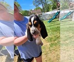 Small Photo #6 Basset Hound Puppy For Sale in S CHESTERFLD, VA, USA