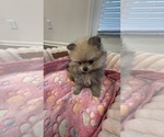 Small #2 Pomeranian