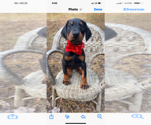 Medium Photo #4 Doberman Pinscher Puppy For Sale in BOUCKVILLE, NY, USA