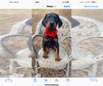Small #3 Doberman Pinscher