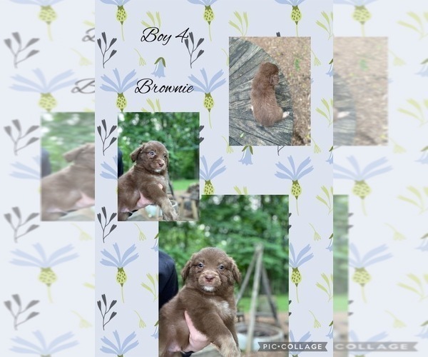 Medium Photo #6 Miniature Australian Shepherd Puppy For Sale in BLMGTN, IN, USA
