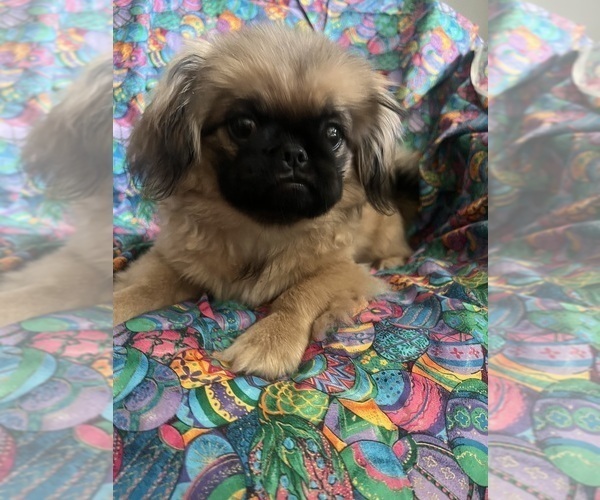 Medium Photo #1 Pekingese Puppy For Sale in CHESTERTON, IN, USA