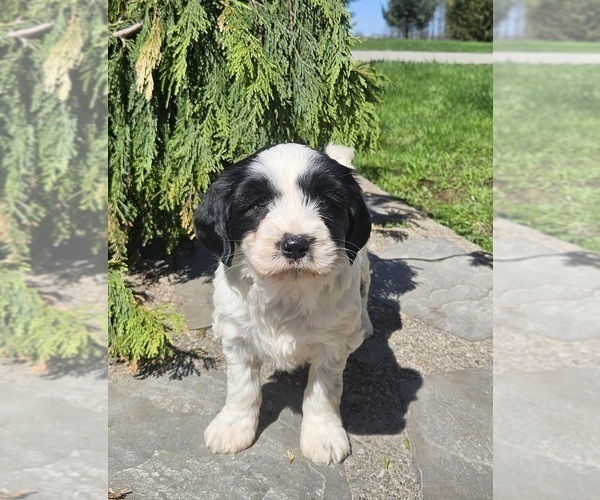 Medium Photo #4 Tibetan Terrier Puppy For Sale in WATERLOO, NY, USA