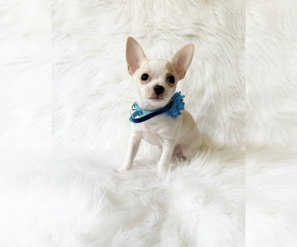 Medium Photo #6 Chihuahua Puppy For Sale in SACRAMENTO, CA, USA