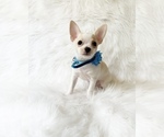 Small #5 Chihuahua