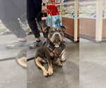 Small #7 Bulldog Mix
