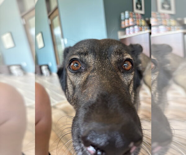 Medium Photo #7 German Shepherd Dog Puppy For Sale in Centreville, VA, USA