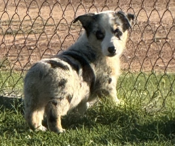 Medium Photo #1 Cowboy Corgi Puppy For Sale in ARDMORE, OK, USA