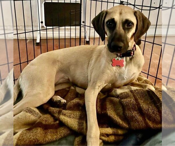 Medium Photo #6 Black Mouth Cur-Unknown Mix Puppy For Sale in Tampa, FL, USA