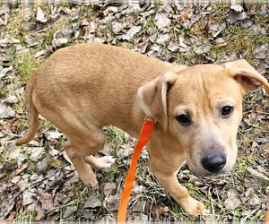 Tommey - Male Mutt Dog for Adoption - Photo #3
