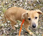 Small Photo #3 Mutt Puppy For Sale in Shelburne, VT, USA