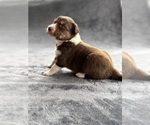 Puppy 4 Australian Shepherd