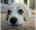 Small #1 Mutt