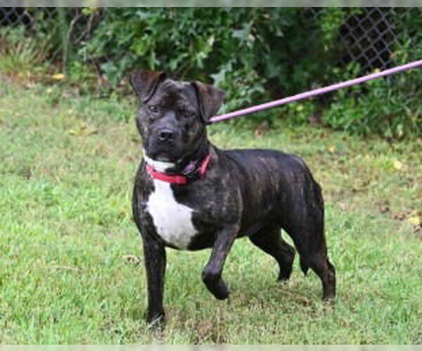 Medium Photo #3 American Bandogge mastiff Puppy For Sale in Glen Allen, VA, USA