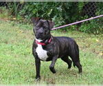 Small #2 American Bandogge mastiff