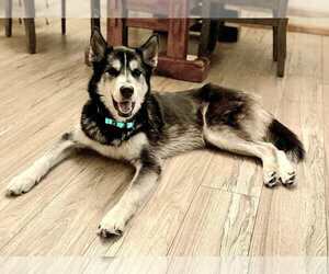 Siberian Husky-Unknown Mix Dogs for adoption in Andover, MN, USA