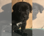 Small Photo #10 Cane Corso Puppy For Sale in LOYALTON, CA, USA
