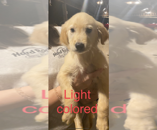 Medium Photo #4 Golden Retriever Puppy For Sale in BLOOMBURG, TX, USA