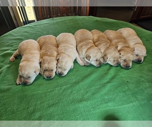 Labrador Retriever Puppy for Sale in BARDSTOWN, Kentucky USA