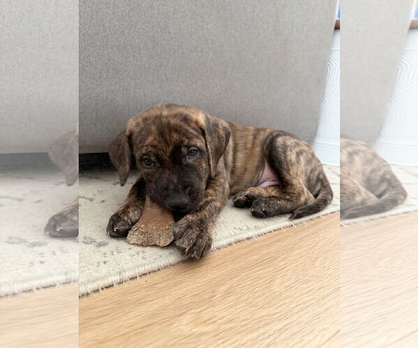 Medium Photo #4 Labrador Retriever-Unknown Mix Puppy For Sale in Plainfield, IL, USA