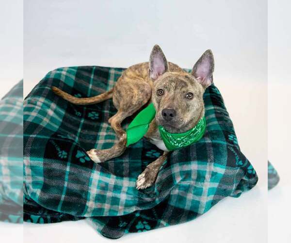 Medium Photo #2 Mutt Puppy For Sale in Kennesaw, GA, USA