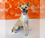 Small #1 Mutt