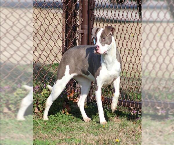 Medium Photo #2 Mutt Puppy For Sale in Grovetown, GA, USA