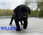 Small #4 Labrador Retriever