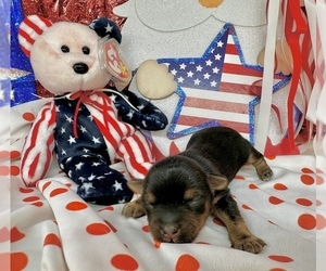Morkie Puppy for sale in CASSVILLE, MO, USA