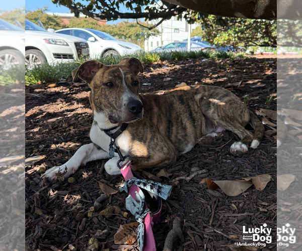 Medium Photo #4 Plott Hound-Unknown Mix Puppy For Sale in Washington, DC, USA