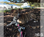 Small Photo #4 Plott Hound-Unknown Mix Puppy For Sale in Washington, DC, USA