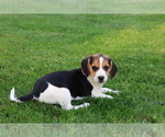 Small Photo #2 Beagle Puppy For Sale in SHILOH, OH, USA